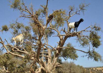 trip to essaouira